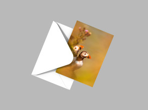 To buy a print or any of the below please click on the images